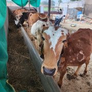 Rescued Cows - Protected at CC Goshala