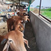 Rescued Cows - Protected at CC Goshala