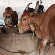 Rescued Cows - Protected at CC Goshala