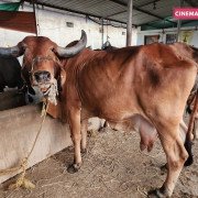 Rescued Cows - Protected at CC Goshala