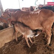 Rescued Cows - Protected at CC Goshala