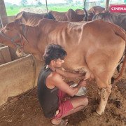 Rescued Cows - Protected at CC Goshala