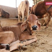 Rescued Cows - Protected at CC Goshala