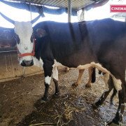 Rescued Cows - Protected at CC Goshala