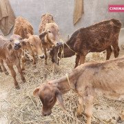 Rescued Cows - Protected at CC Goshala