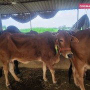 Rescued Cows - Protected at CC Goshala
