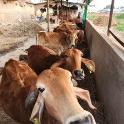 Rescued Cows - Protected at CC Goshala