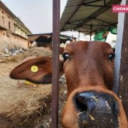 Rescued Cows - Protected at CC Goshala