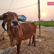 Rescued Cows - Protected at CC Goshala