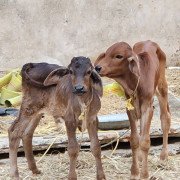 Rescued Cows - Protected at CC Goshala